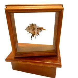 Transart Framed Shell Two Sided Glass Floating Window Box Framed Shell Art Vtg